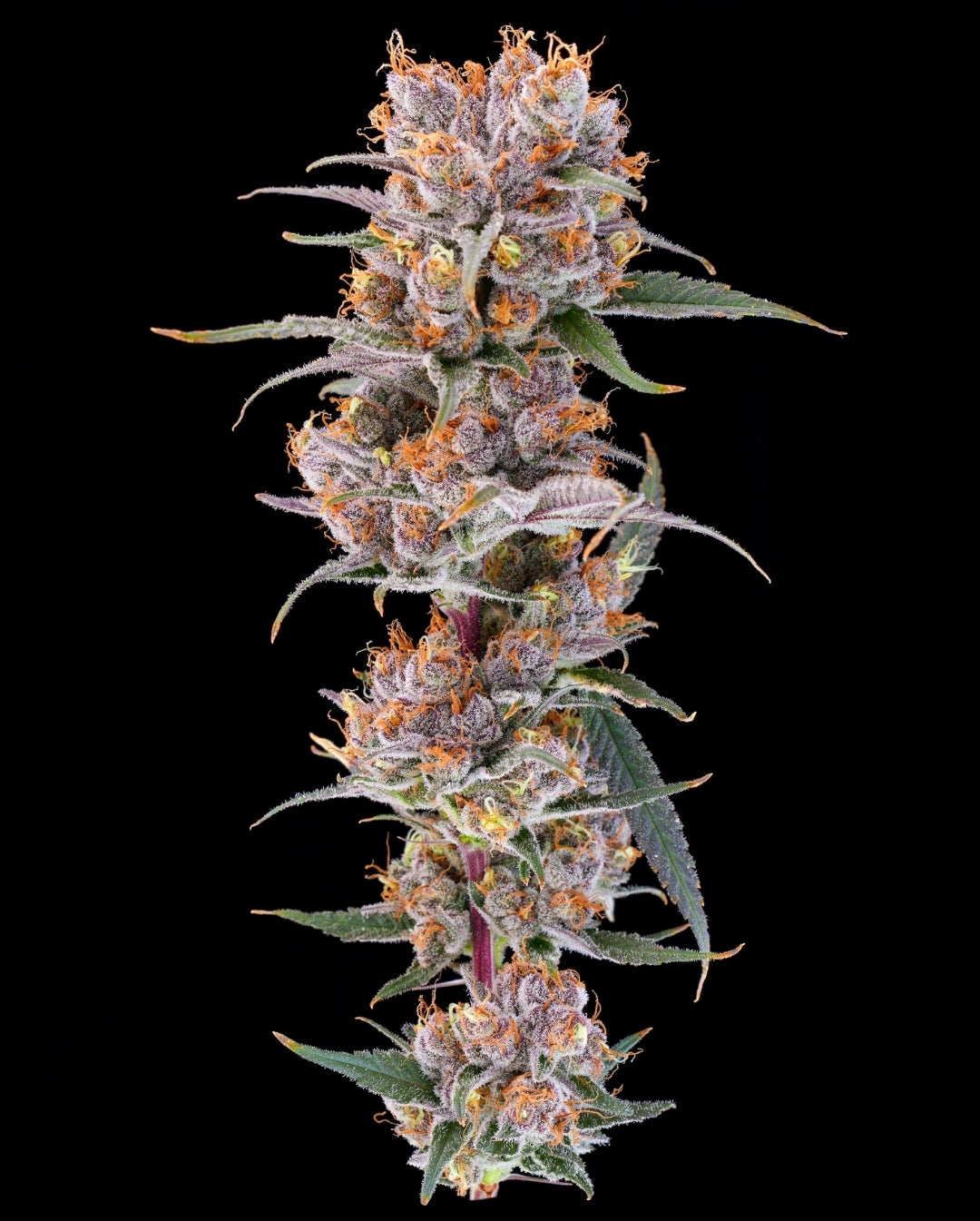 Disco Biscuits (fem)