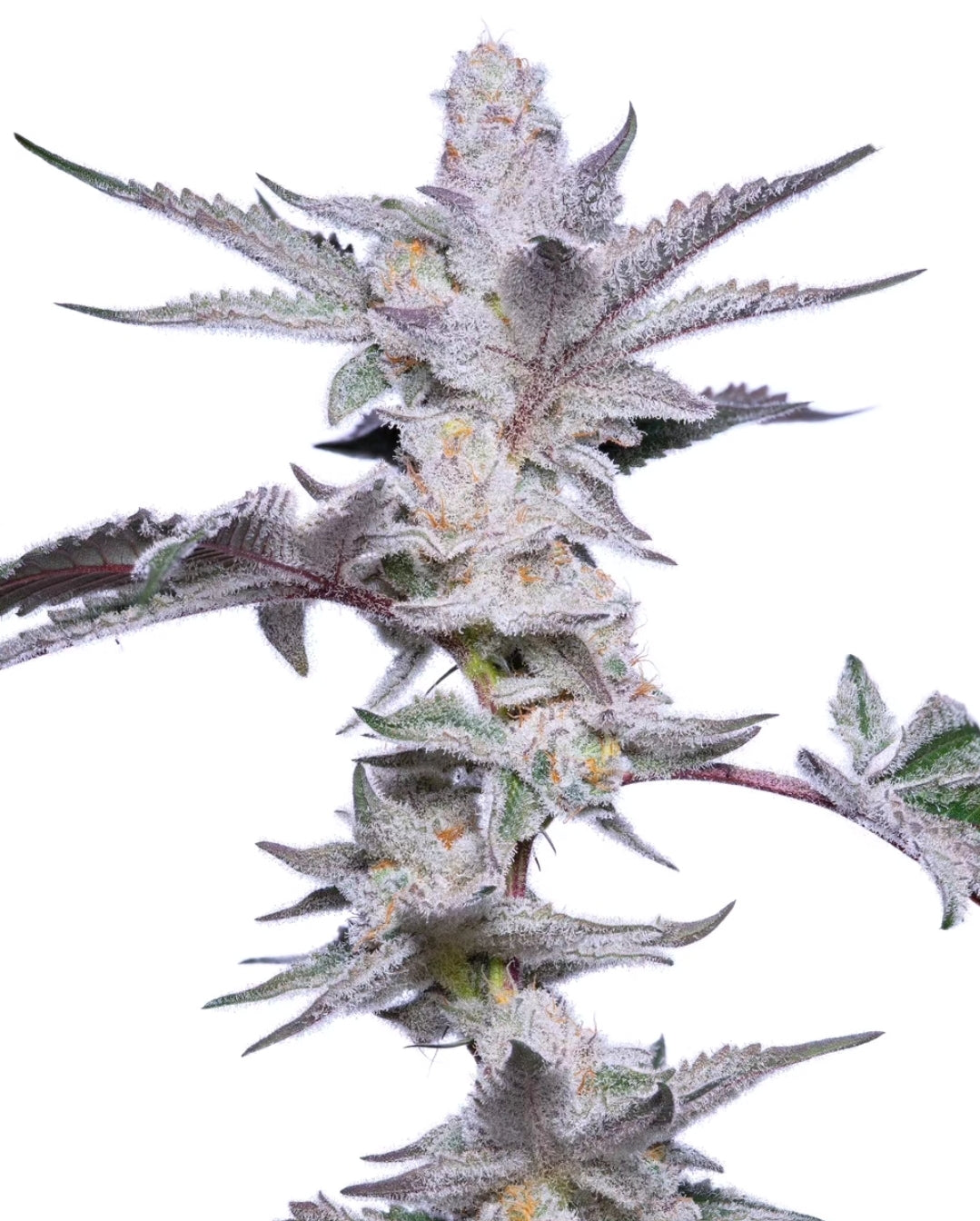 Snow Bunny S1 PRESALE