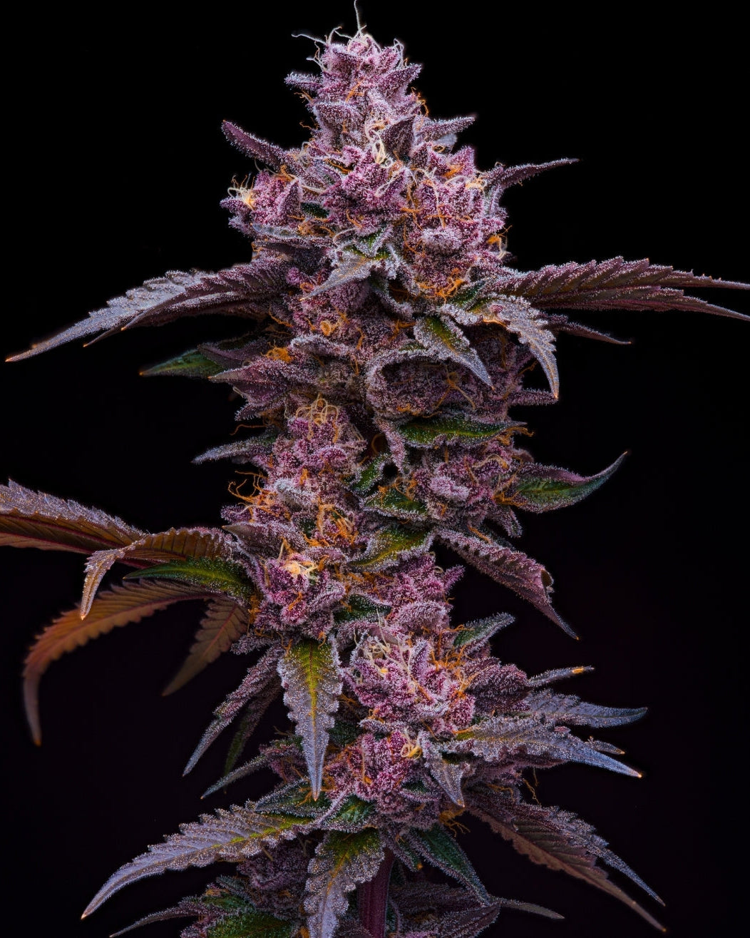 Midnight Glizzy (fem)