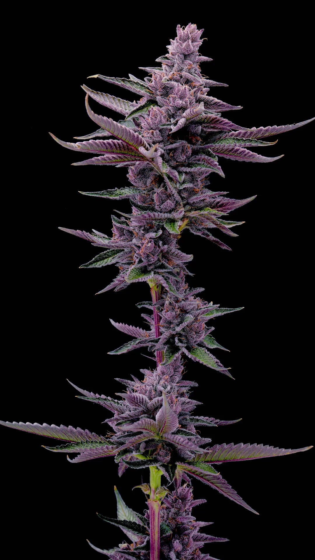 Midnight Glizzy S1