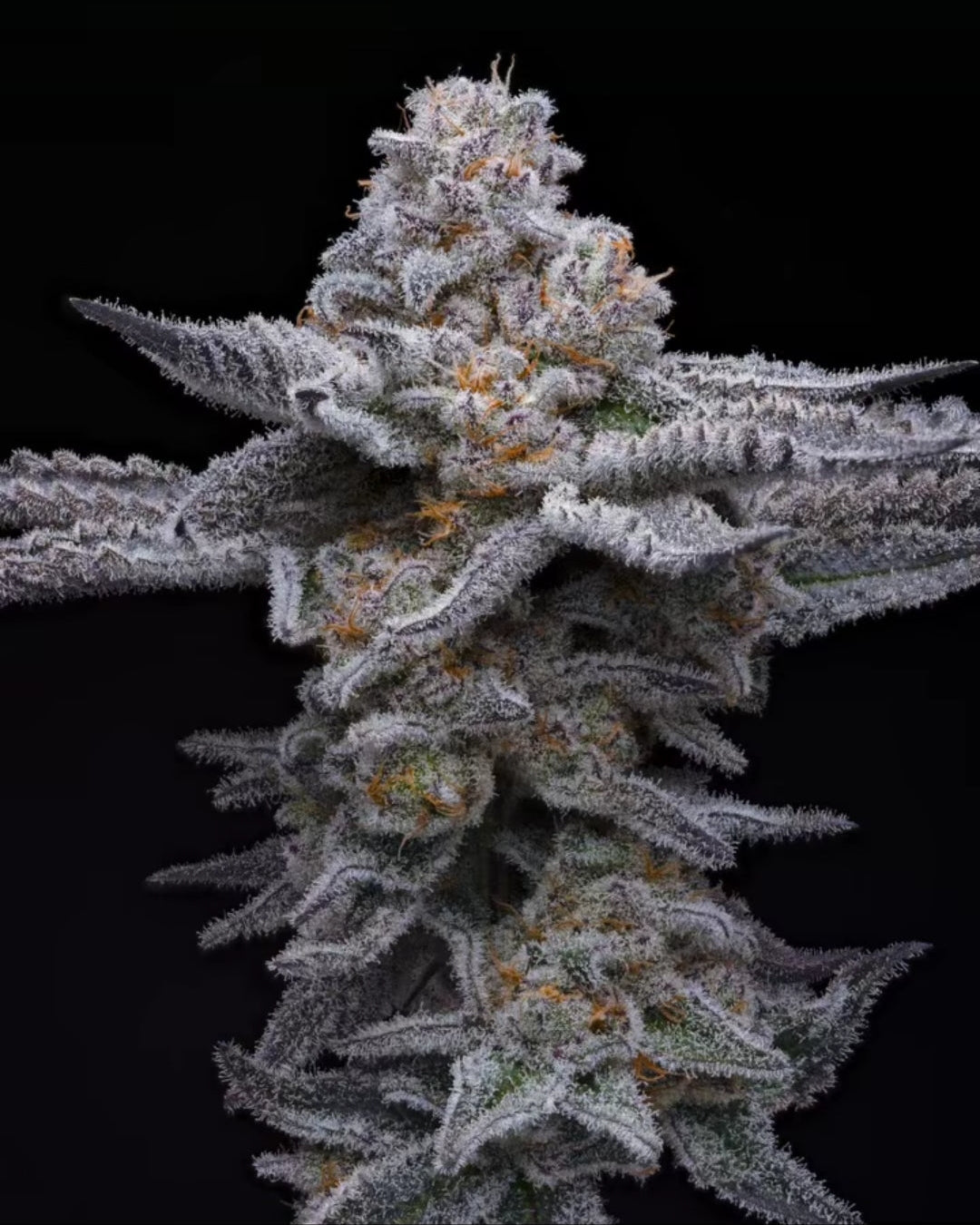 Snow Bunny Bx1 PRESALE