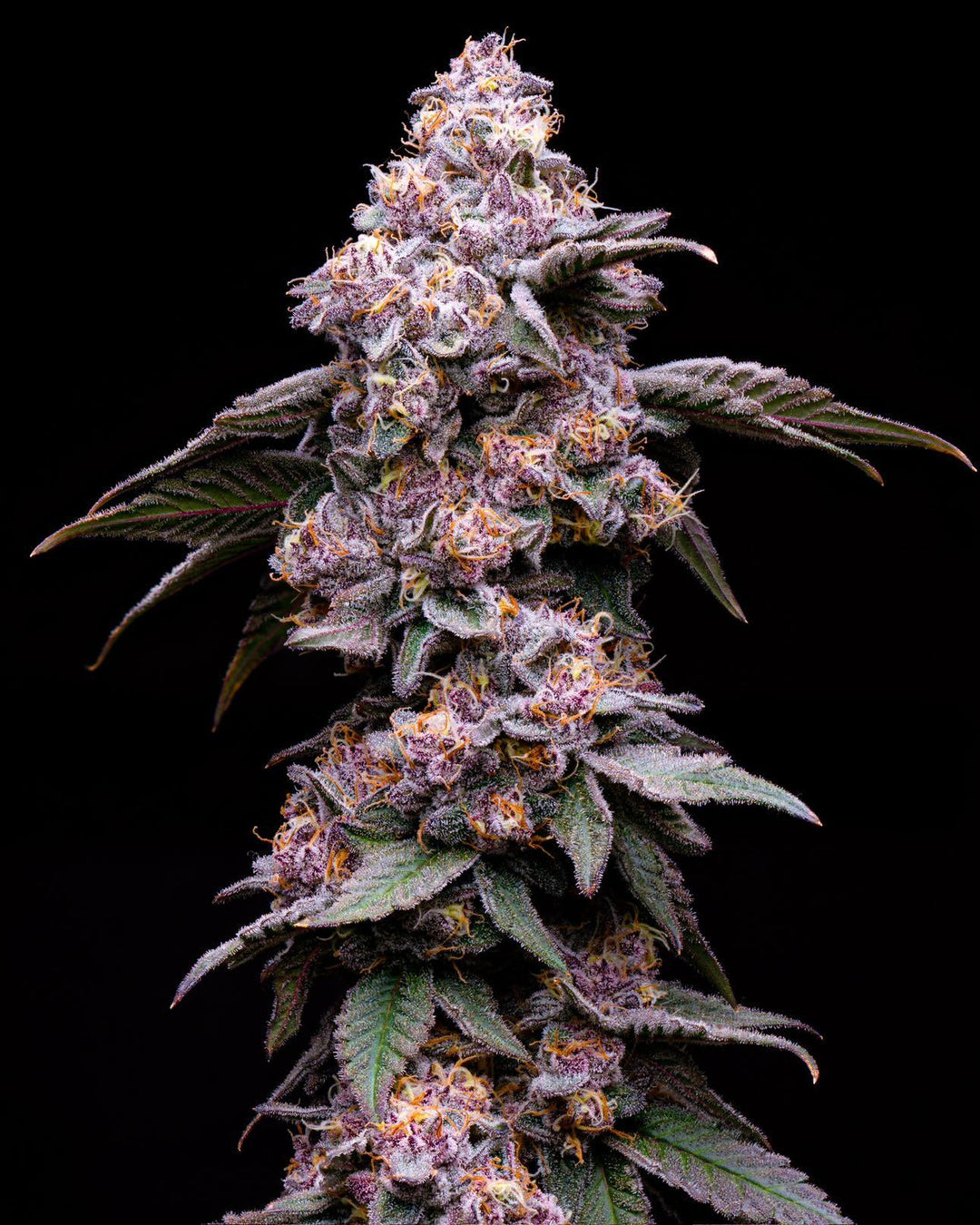 Blue Pop
