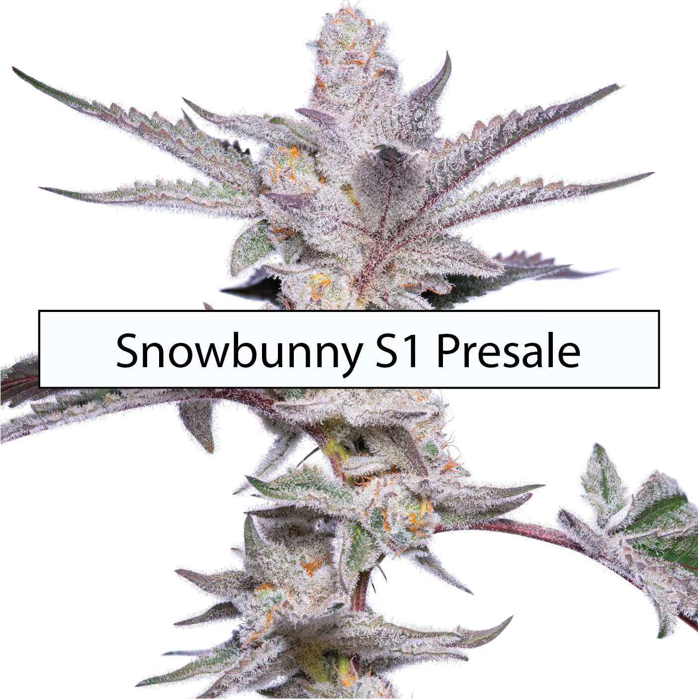 Snow Bunny S1 Presale